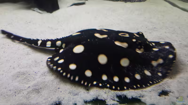 Besatz im Aquarium Predator Tank (Nur noch als Beispiel) von Bernd N. (40)