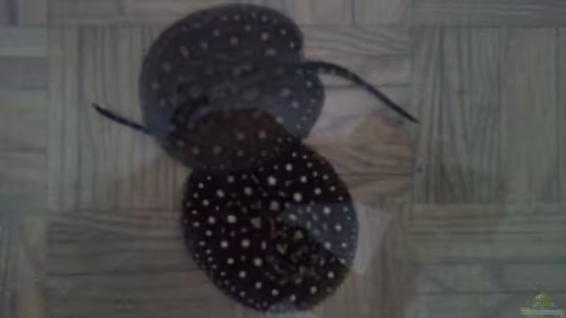 Besatz im Aquarium Predator Tank (Nur noch als Beispiel) von Bernd N. (41)