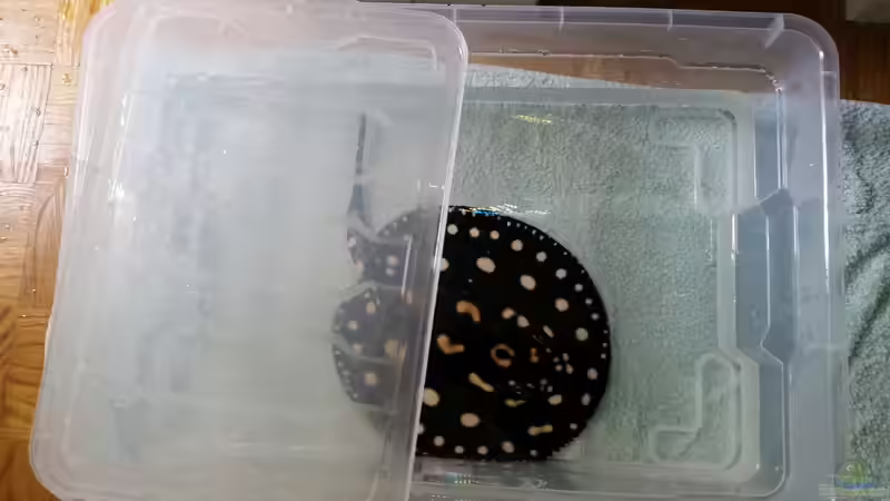 Besatz im Aquarium Predator Tank (Nur noch als Beispiel) von Bernd N. (43)