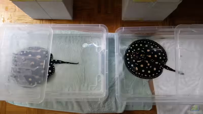 Besatz im Aquarium Predator Tank (Nur noch als Beispiel) von Bernd N. (44)