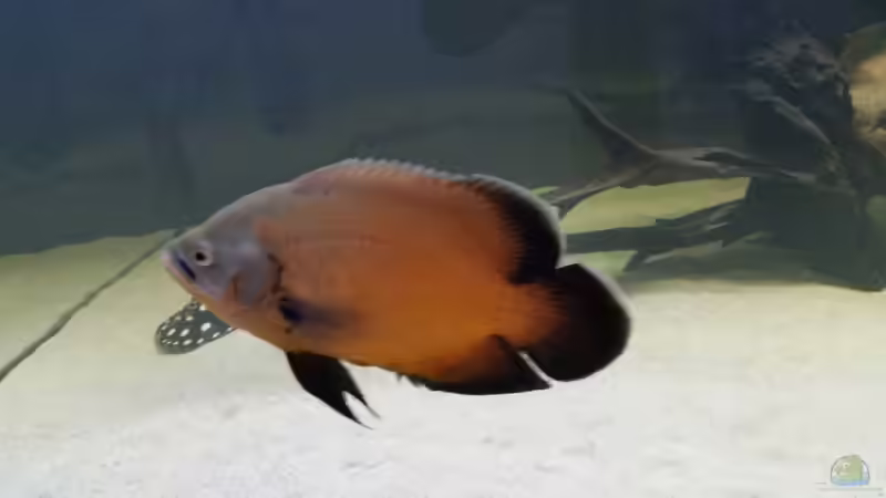 Besatz im Aquarium Predator Tank (Nur noch als Beispiel) von Bernd N. (48)