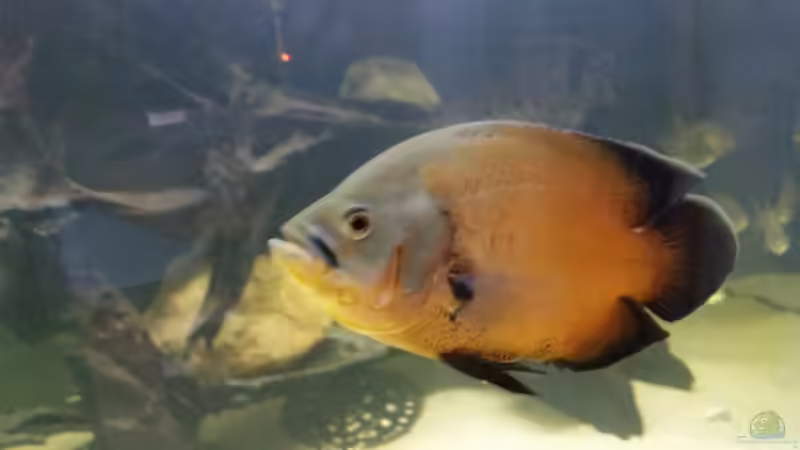 Besatz im Aquarium Predator Tank (Nur noch als Beispiel) von Bernd N. (49)