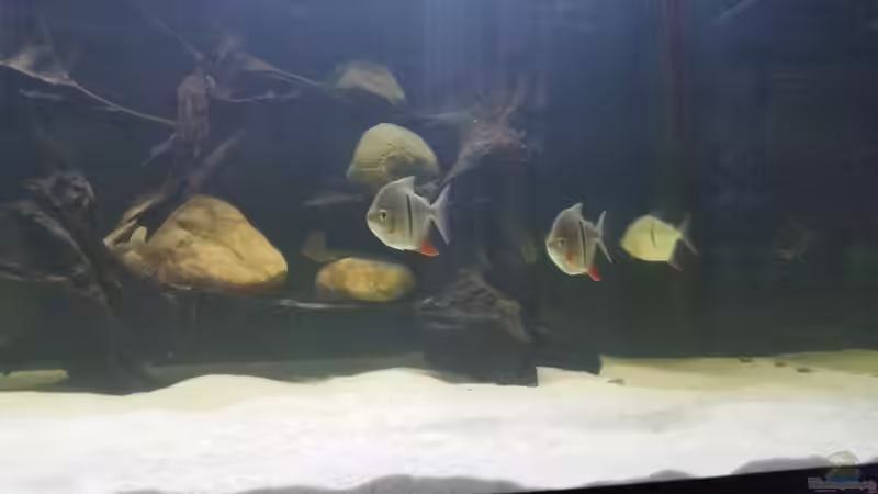 Besatz im Aquarium Predator Tank (Nur noch als Beispiel) von Bernd N. (50)