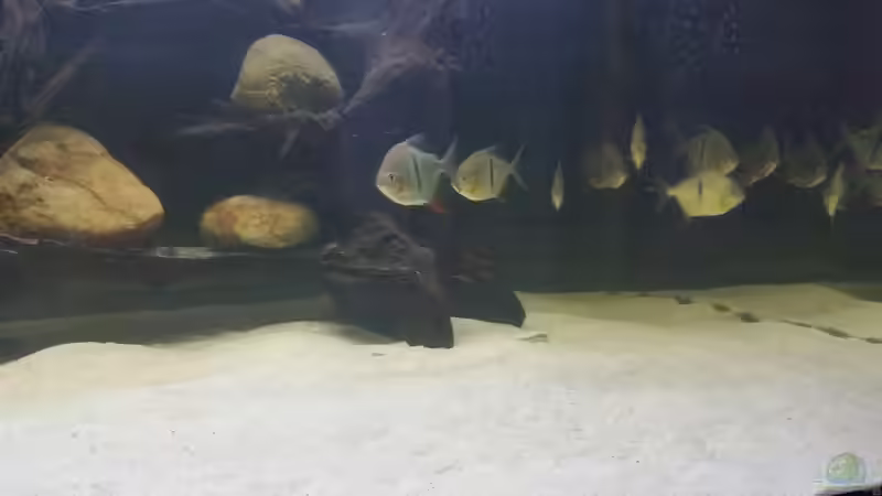 Besatz im Aquarium Predator Tank (Nur noch als Beispiel) von Bernd N. (51)
