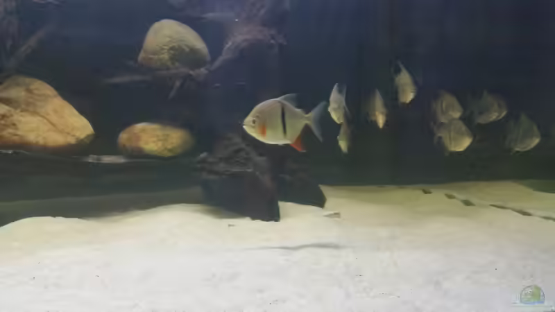 Besatz im Aquarium Predator Tank (Nur noch als Beispiel) von Bernd N. (52)
