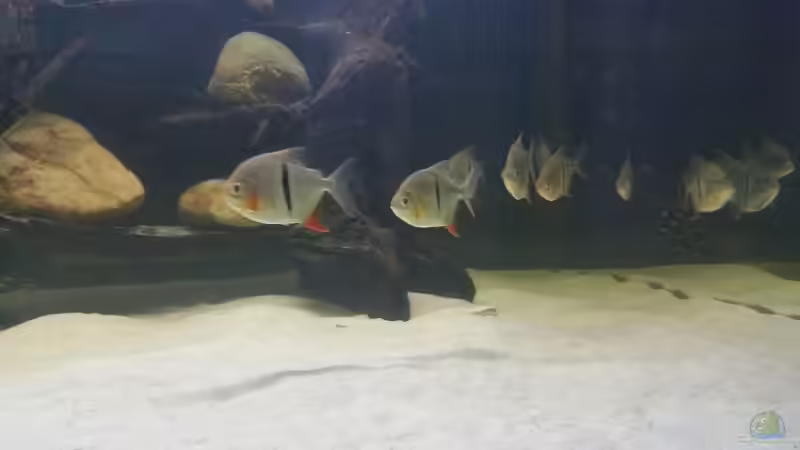 Besatz im Aquarium Predator Tank (Nur noch als Beispiel) von Bernd N. (53)