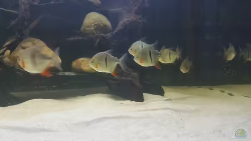 Besatz im Aquarium Predator Tank (Nur noch als Beispiel) von Bernd N. (54)