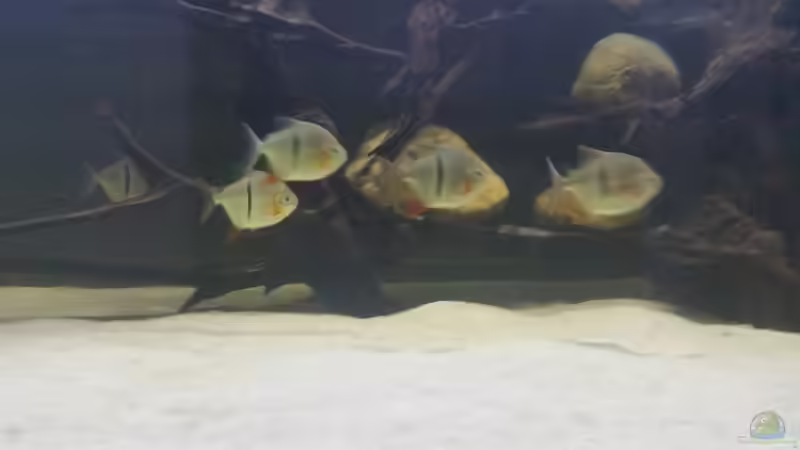 Besatz im Aquarium Predator Tank (Nur noch als Beispiel) von Bernd N. (55)