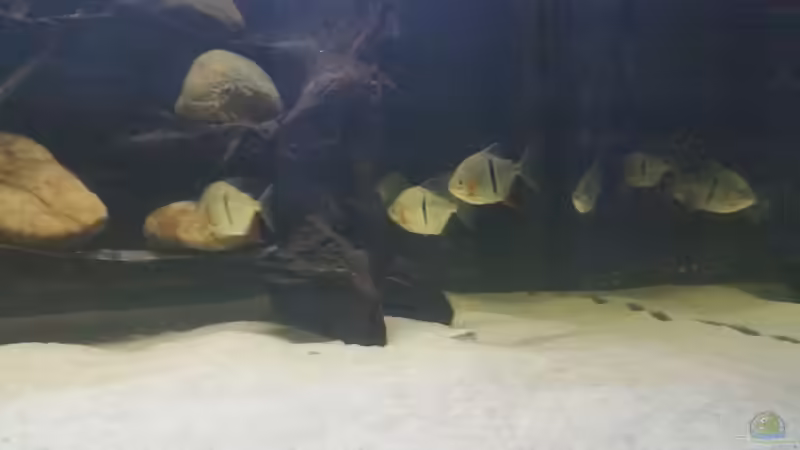 Besatz im Aquarium Predator Tank (Nur noch als Beispiel) von Bernd N. (56)