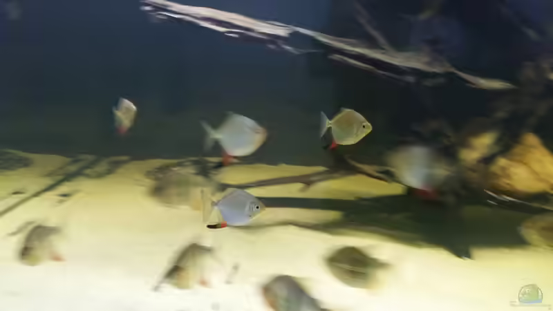 Besatz im Aquarium Predator Tank (Nur noch als Beispiel) von Bernd N. (57)