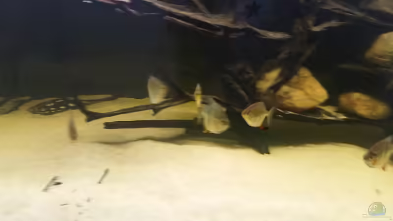 Besatz im Aquarium Predator Tank (Nur noch als Beispiel) von Bernd N. (58)