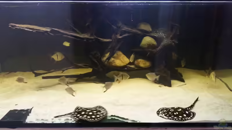 Besatz im Aquarium Predator Tank (Nur noch als Beispiel) von Bernd N. (60)