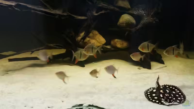 Besatz im Aquarium Predator Tank (Nur noch als Beispiel) von Bernd N. (61)
