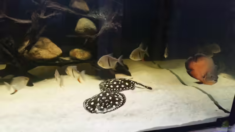 Besatz im Aquarium Predator Tank (Nur noch als Beispiel) von Bernd N. (62)