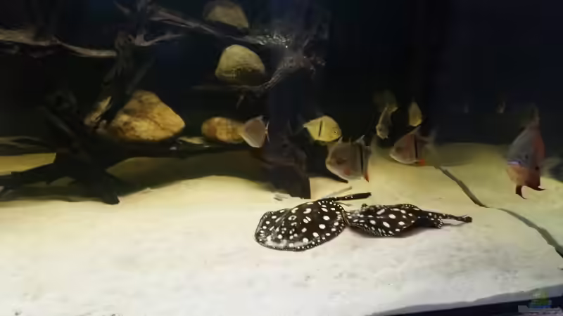 Besatz im Aquarium Predator Tank (Nur noch als Beispiel) von Bernd N. (63)