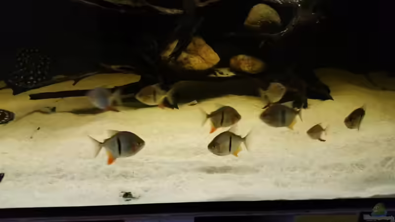 Besatz im Aquarium Predator Tank (Nur noch als Beispiel) von Bernd N. (64)