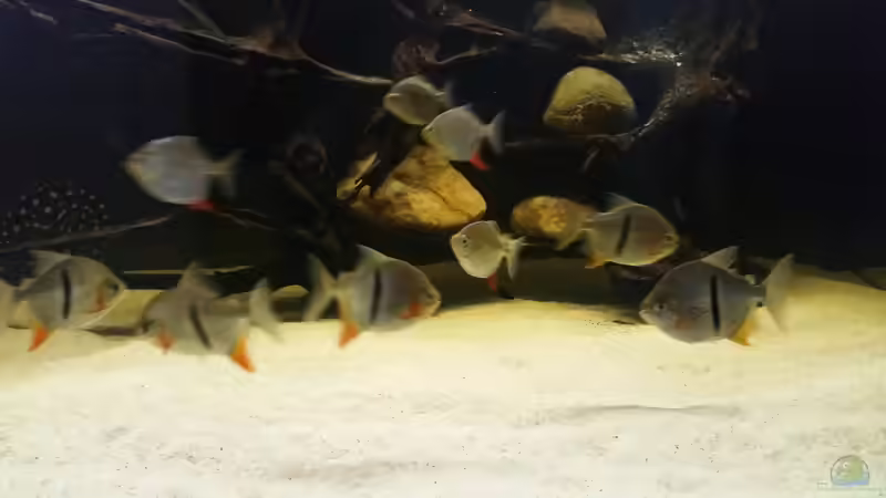 Besatz im Aquarium Predator Tank (Nur noch als Beispiel) von Bernd N. (65)