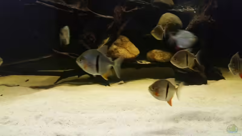 Besatz im Aquarium Predator Tank (Nur noch als Beispiel) von Bernd N. (66)
