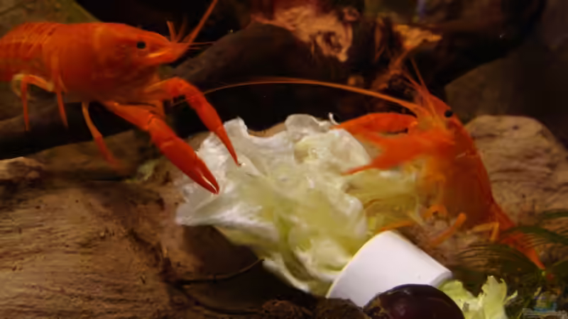 Besatz im Aquarium Procambarus Clarkii (nur noch als Beispiel) von manzanarez (23)