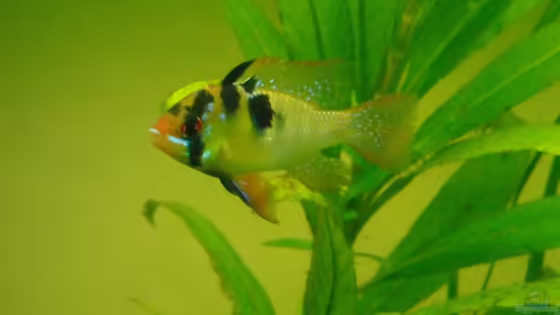 Besatz im Aquarium prof von Fabian Ber (22)