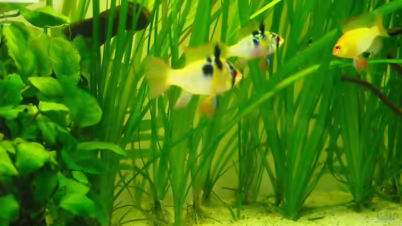 Besatz im Aquarium prof von Fabian Ber (24)