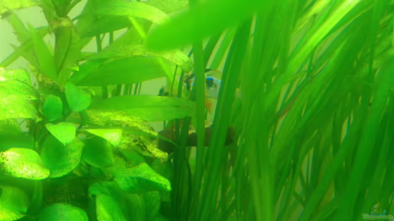 Besatz im Aquarium prof von Fabian Ber (30)