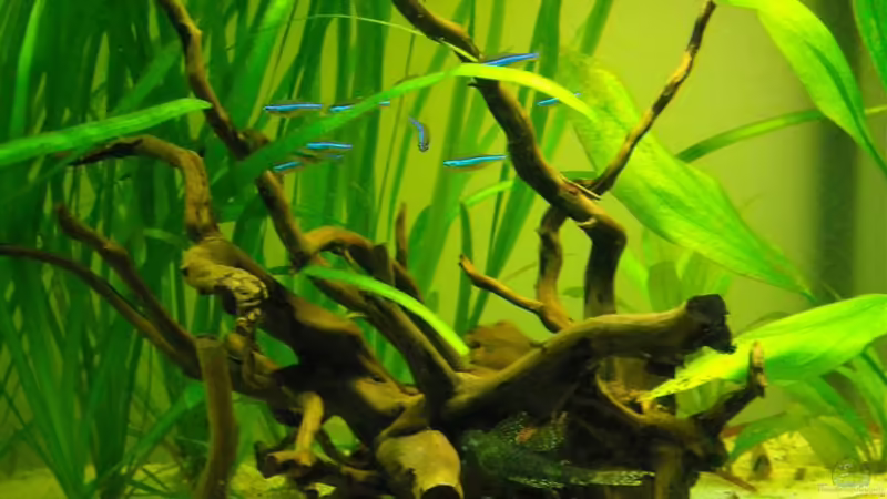 Besatz im Aquarium prof von Fabian Ber (33)