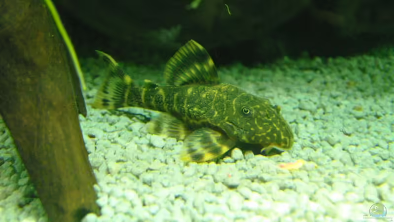 Besatz im Aquarium prof von Fabian Ber (35)