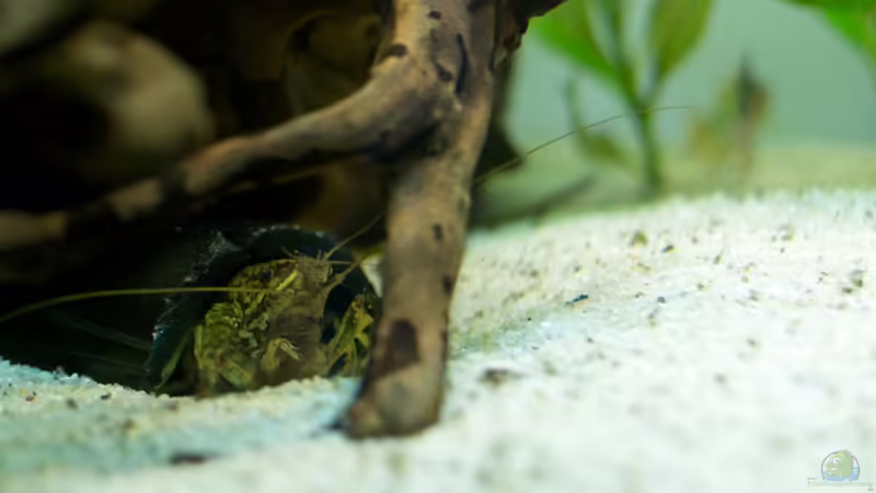 Besatz im Aquarium prof von Fabian Ber (41)