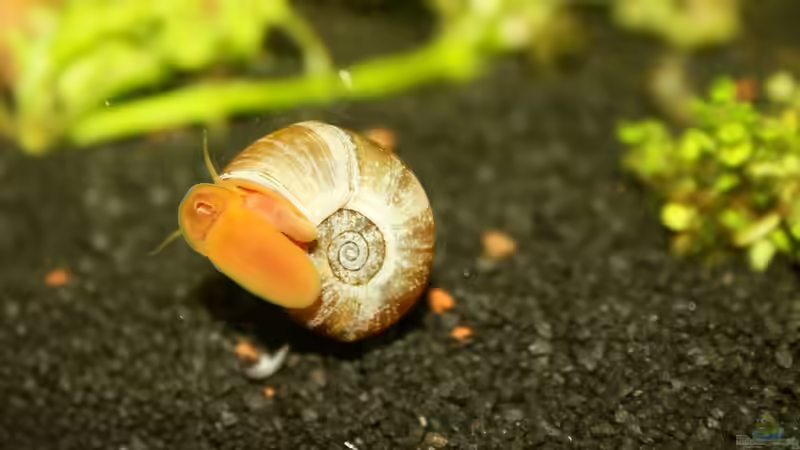 Besatz im Aquarium Project Crystal Red (existiert nicht mehr) von SouthAmerica (72)