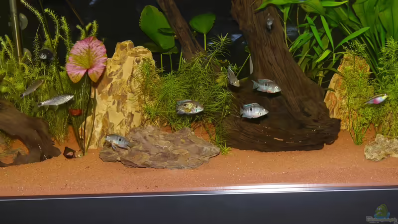 Besatz im Aquarium Project Family-Tank von Christof Engel (28)
