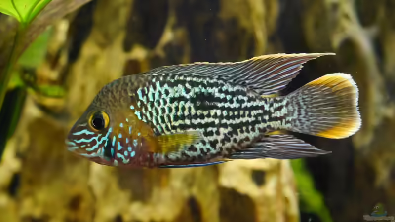 Besatz im Aquarium Project Family-Tank von Christof Engel (30)