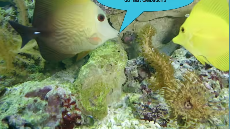 Besatz im Aquarium Project in der Firma von OldFriend (28)