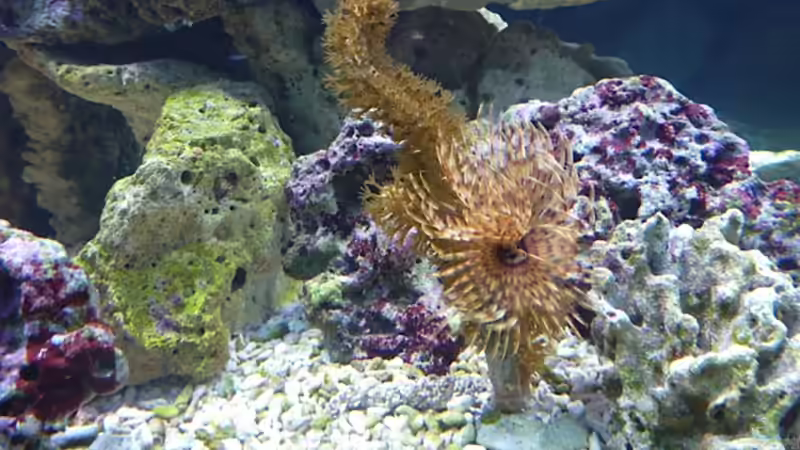 Besatz im Aquarium Project in der Firma von OldFriend (29)