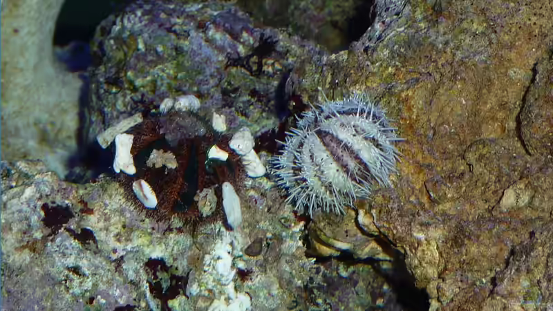 Besatz im Aquarium Project in der Firma von OldFriend (36)