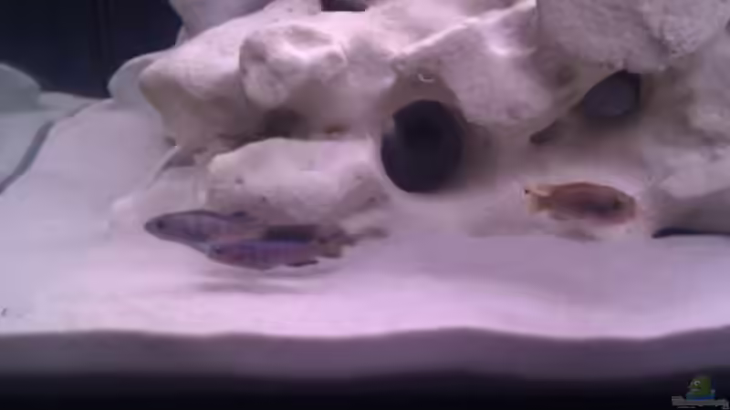 Besatz im Aquarium Project Malawi © bkay13 von Brian W. (6)