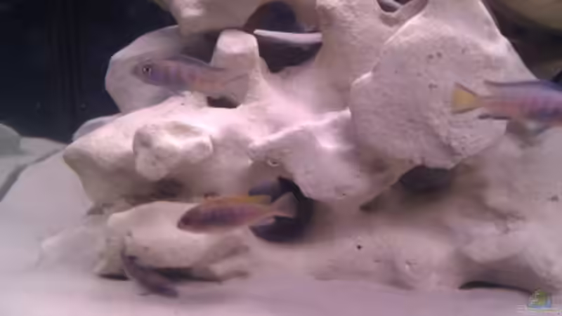 Besatz im Aquarium Project Malawi © bkay13 von Brian W. (7)