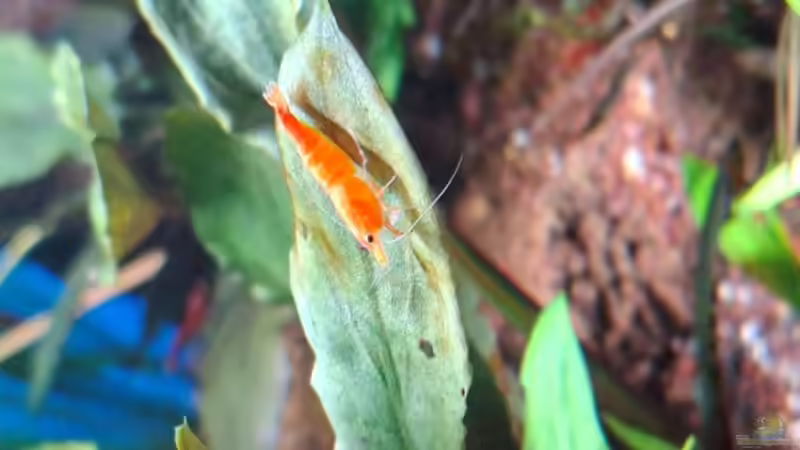 Besatz im Aquarium Projekt 2025 von ernst11 (26)