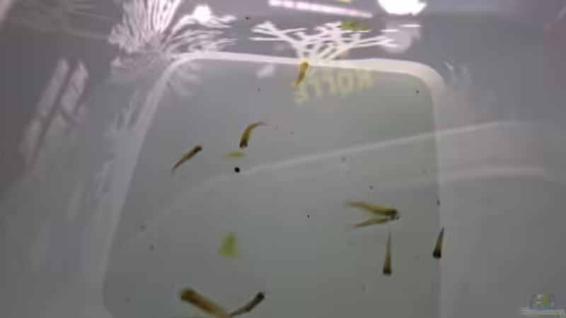 Besatz im Aquarium Projekt 2025 von ernst11 (30)