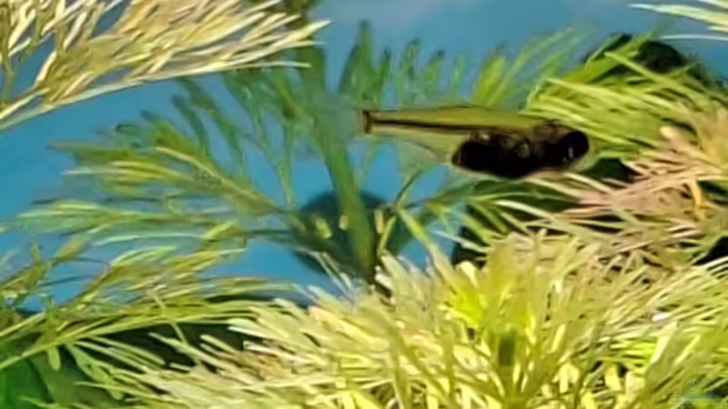 Besatz im Aquarium Projekt 2025 von ernst11 (33)