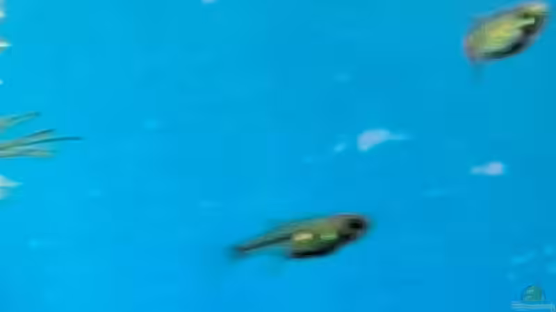 Besatz im Aquarium Projekt 2025 von ernst11 (34)