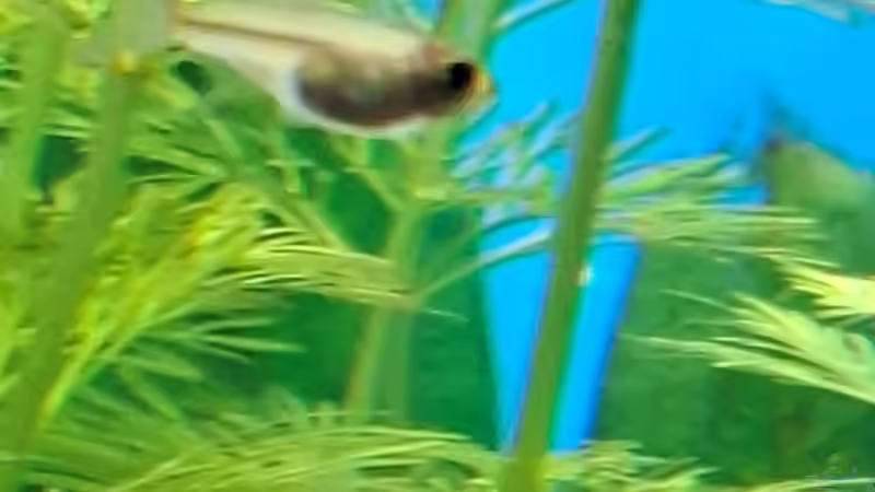 Besatz im Aquarium Projekt 2025 von ernst11 (35)