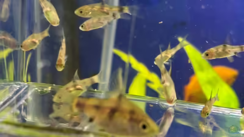 Besatz im Aquarium Projekt 2025 von ernst11 (36)