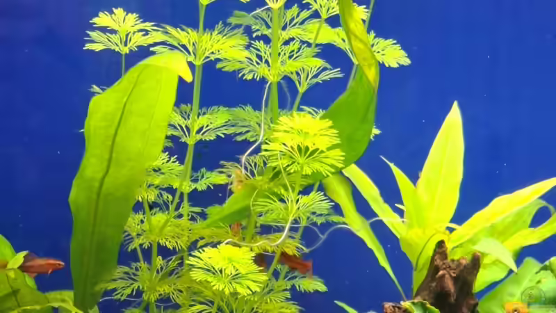 Besatz im Aquarium Projekt 2025 von ernst11 (40)