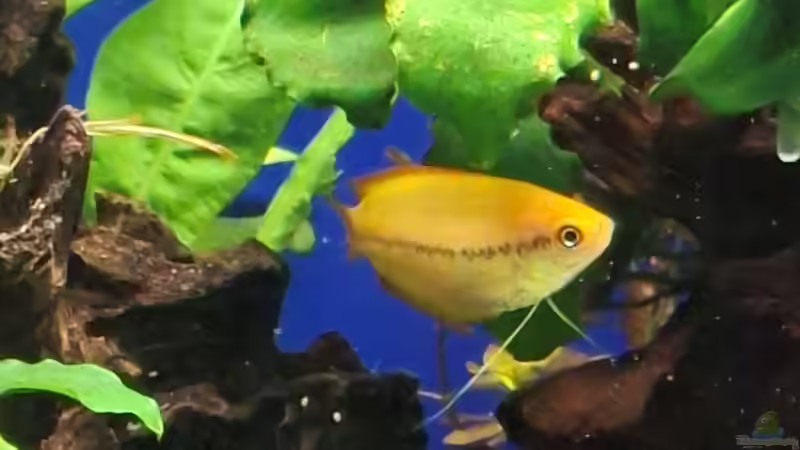 Besatz im Aquarium Projekt 2025 von ernst11 (44)