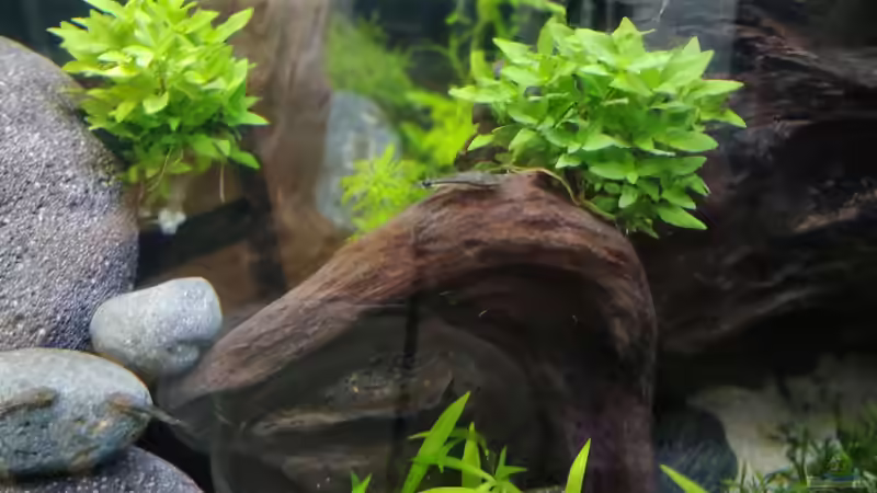 Besatz im Aquarium Projekt grünes Wasserbecken von PEM (23)