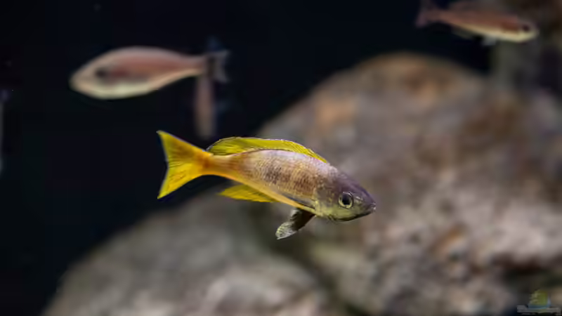 Besatz im Aquarium Projekt Tanganjika 2500 (aufgelöst) von SylAn (16)