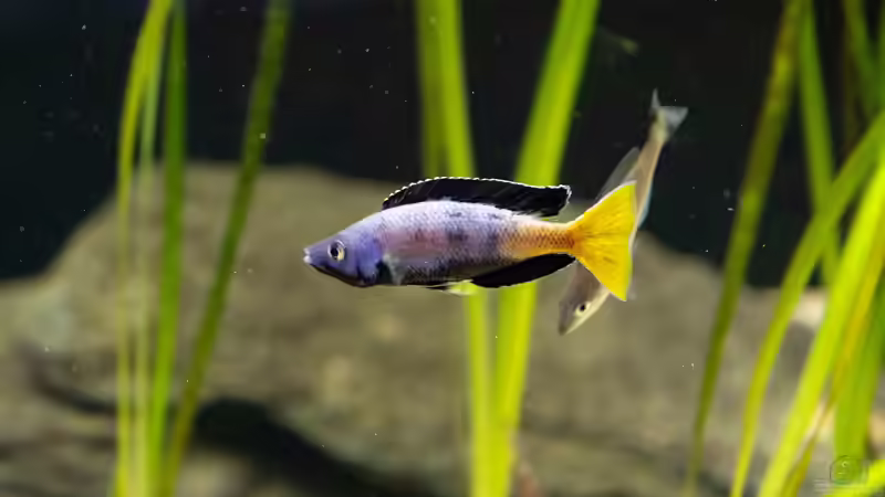 Besatz im Aquarium Projekt Tanganjika 2500 (aufgelöst) von SylAn (17)