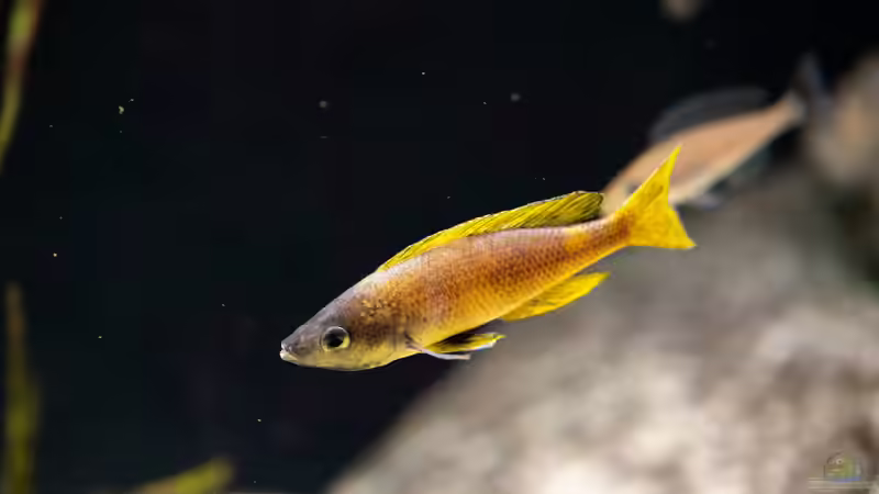 Besatz im Aquarium Projekt Tanganjika 2500 (aufgelöst) von SylAn (18)