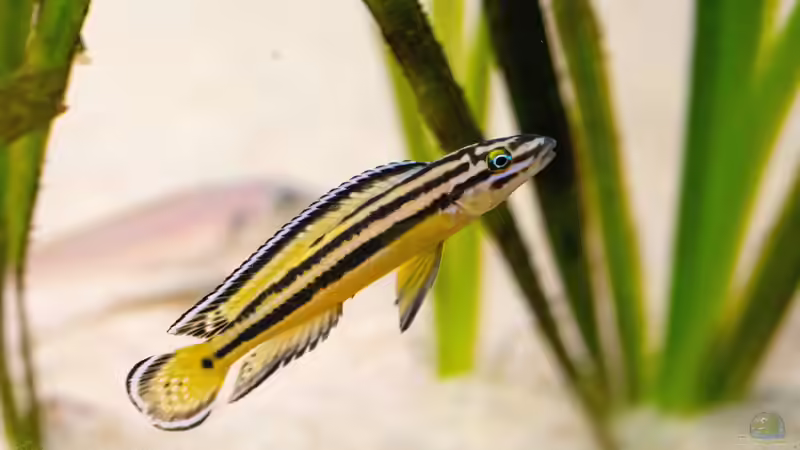 Besatz im Aquarium Projekt Tanganjika 2500 (aufgelöst) von SylAn (19)